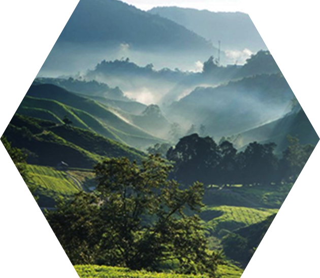 自然環境豊かなタイ産であること！